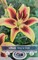 Viva la Vida Oriental Lily - 2 Bulbs - Bold Colors - 16/18 cm